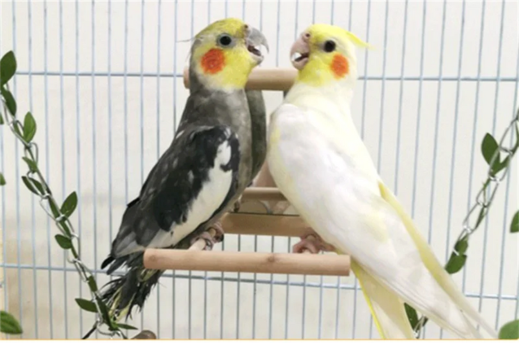 Bird Mirror with Perch | Parrot Toy Stand for Cage | Bird Toy for Parakeets, Cockatiels