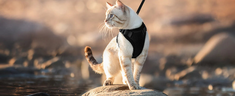 Cat Harness and Leash for Walking | Escape Proof | Soft Adjustable Vest Harnesses for Cats | EasyControl