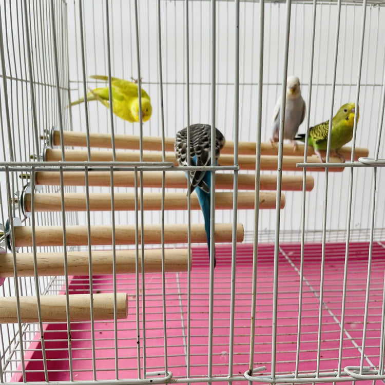 Parrot Perch Stand | Wood Hanging Rack Toy for Bird Cage