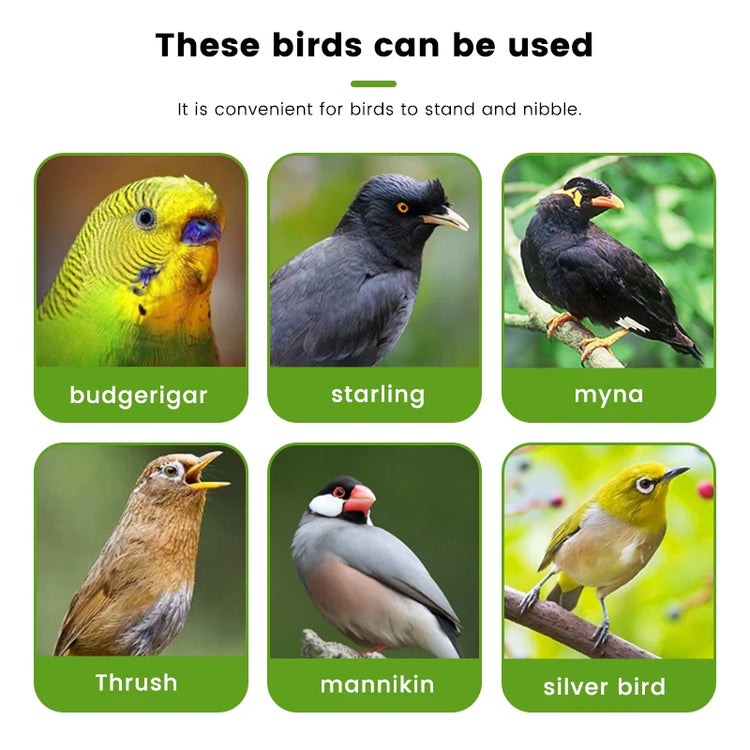 Parrot Food Feeder | Bird Perching Frame Toy | Bird Cage Feeder | Plastic Pet Feeding Box