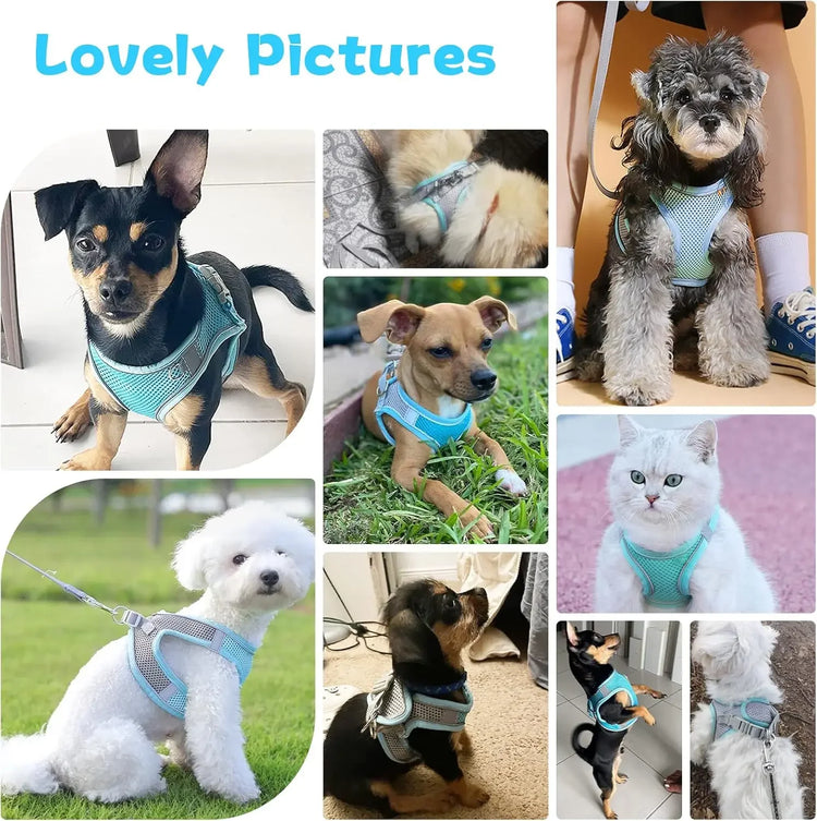 Cat Harness Leash Set | Adjustable Dog & Cat Collar | French Bulldog Harness Vest | Puppy & Chihuahua | Outdoor Walking Lead Leash