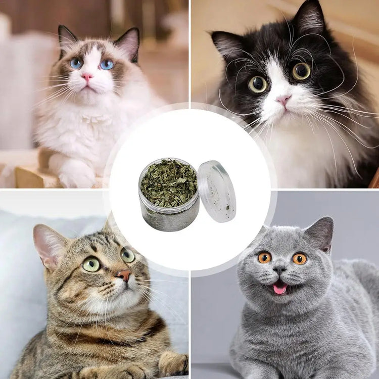 Natural Catnip | Organic Premium Catmints | Cat Toy Cataria | Eliminating Cats Hairballs | Absorbing Foods | Vitamin Supplement