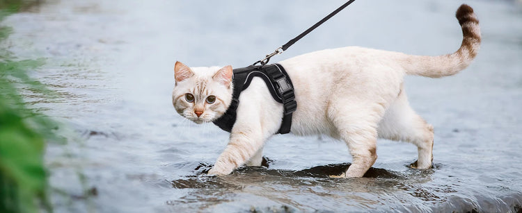Cat Harness and Leash for Walking | Escape Proof | Soft Adjustable Vest Harnesses for Cats | EasyControl