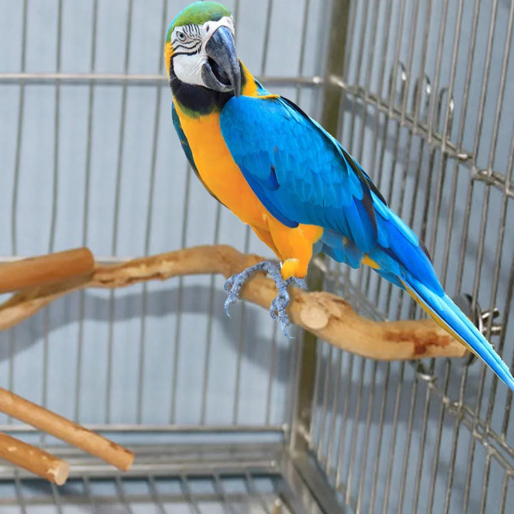 Natural Parrot Perch | Bird Stand Tree Stick | Paw Grinding Fork | Parakeet Climbing Branch | Bird Toys Cage Accessories