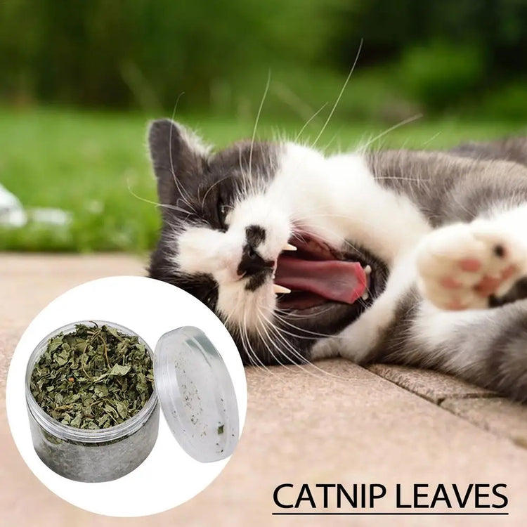 Natural Catnip | Organic Premium Catmints | Cat Toy Cataria | Eliminating Cats Hairballs | Absorbing Foods | Vitamin Supplement