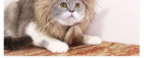 A HAT FOR CAT | Cute Costume Cap | Adjustable Warm Hat | Soft Cat Headwear | Small Pet Outfit | Funny Cat Hat | Pet Accessories