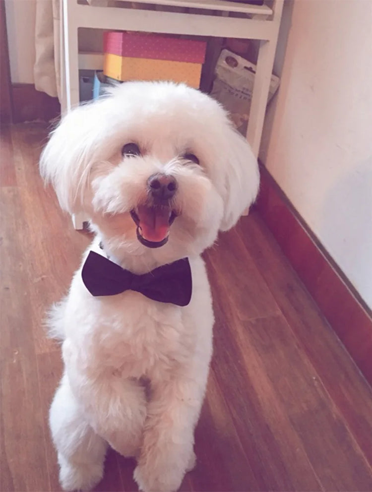 Dog Cat Bow Tie | Pet Costume Necktie Accessories Collar - Small Dogs | Puppy Grooming | Dog Accessories - Bandana