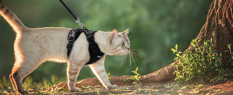 Cat Harness and Leash for Walking | Escape Proof | Soft Adjustable Vest Harnesses for Cats | EasyControl