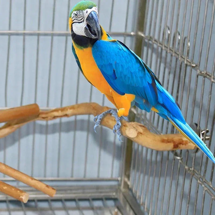 Natural Parrot Perch | Bird Stand Tree Stick | Paw Grinding Fork | Parakeet Climbing Branch | Bird Toys Cage Accessories