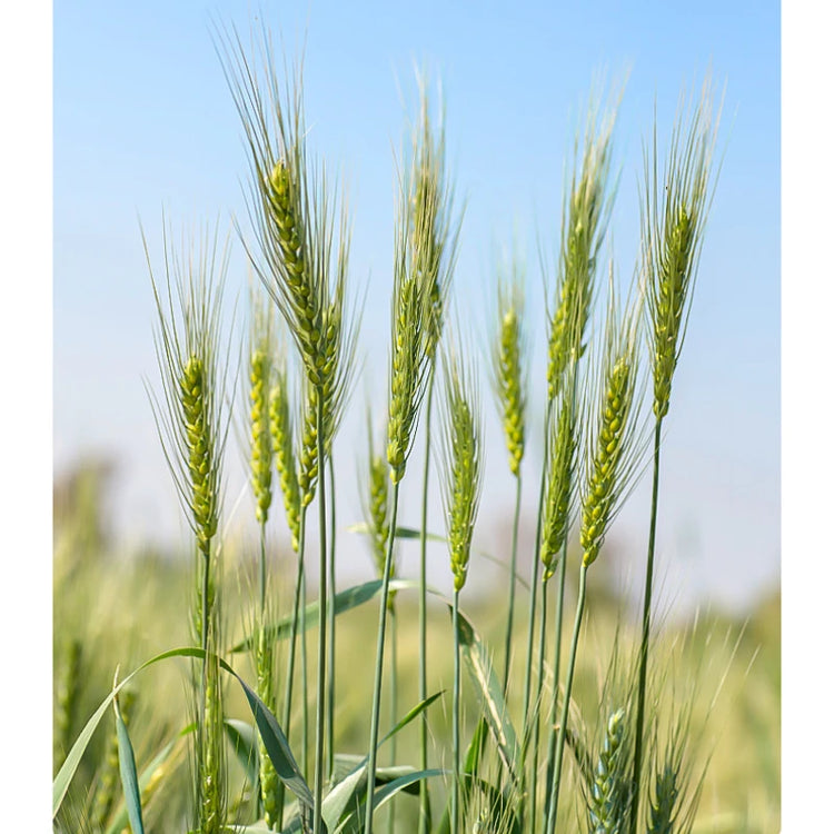 3/100g Ball Bird Toy | Natural Pet Parrot Bite Toys - Budgies | Cockatoo | Parakeet | Cockatiels | Lovebird Cage - Teething Toy | Nest Decor