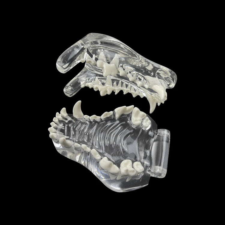 Dog Teeth Dental Model Transparent Dentistry Animal Pet Resin Canine Dog Teeth Model For Teaching Education Veterinary Studying