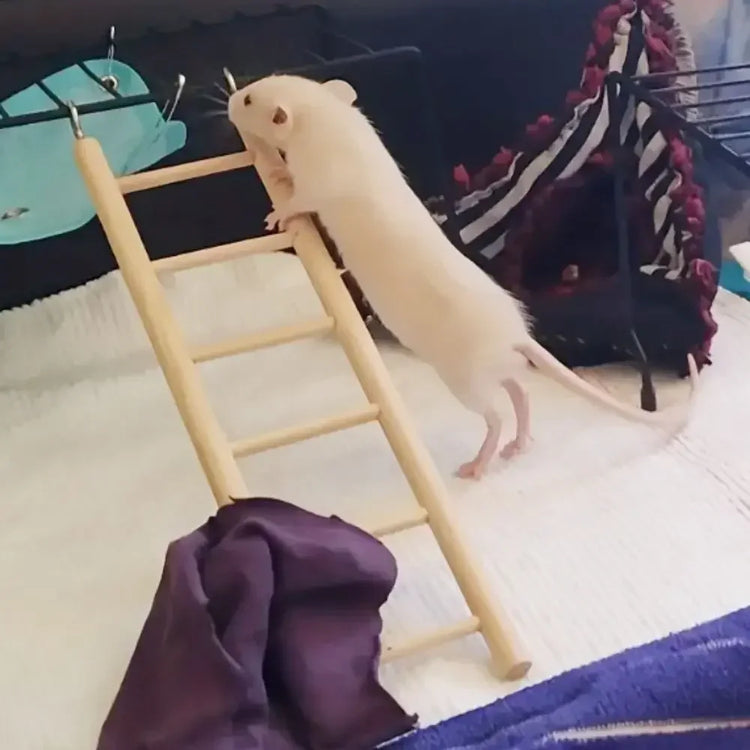 1PC Birds Toy | Wooden Ladders Swing Scratcher Perch Climbing | 3/4/5/6 Step Ladder for Bird Cage Parrots Hamsters Hanging Pet Supplies