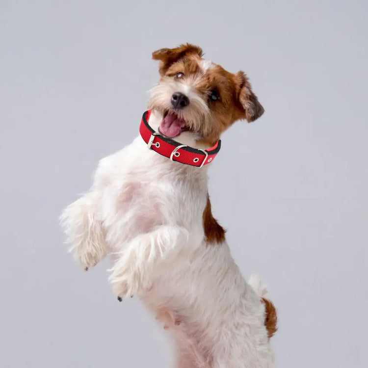 Adjustable Nylon Pet Collar with Traction Ring – Durable and Comfortable Dog Neck Strap