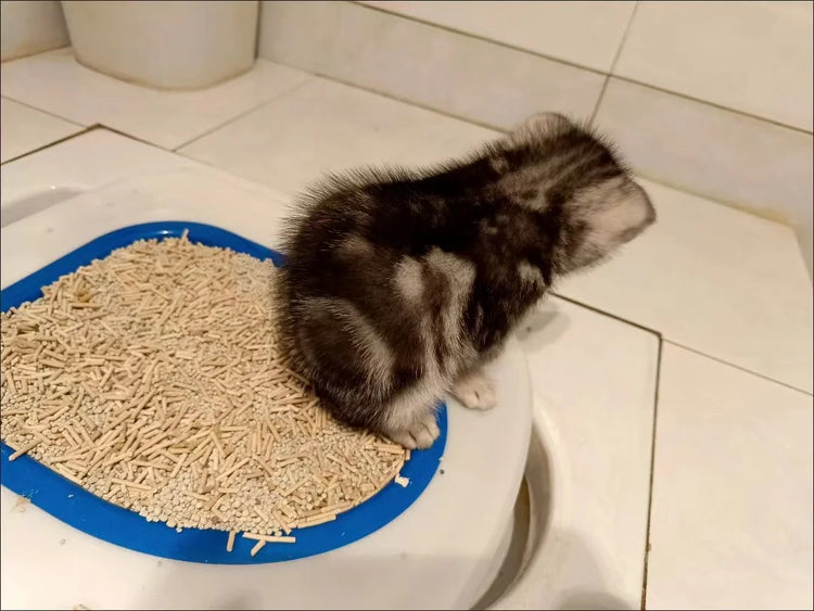 Pet Cat/Dog Toilet Training Kit | Reusable Removable Sand Tray Toilet Trainer for Cleaning & Training