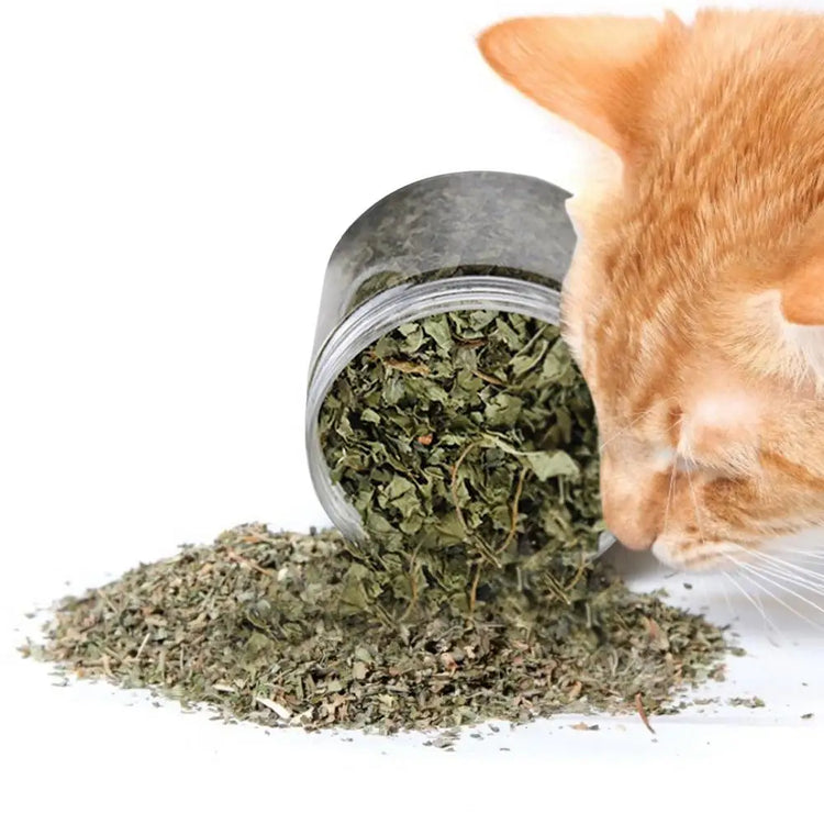 Natural Catnip | Organic Premium Catmints | Cat Toy Cataria | Eliminating Cats Hairballs | Absorbing Foods | Vitamin Supplement