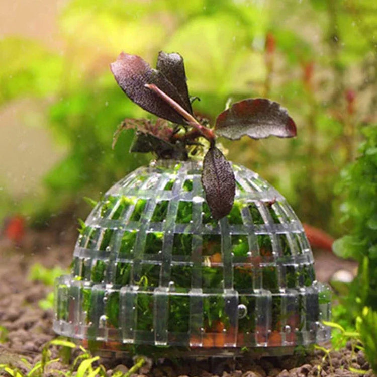 Aquarium Moss Ball Holder – Transparent Plastic Aquatic Plant Container & Filter Decoration for Fish Shrimp Tanks