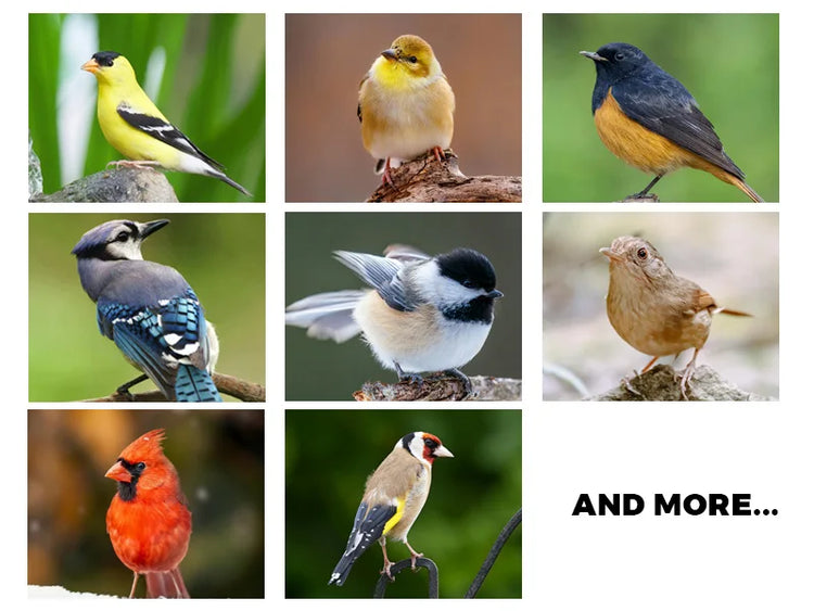 Bird Feeder | Automatic Food Feeding Tool for Birds | Hanging Gazebo Outdoor Nut Feeder | Multiple Hole Food Dispenser Container