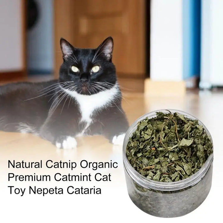 Natural Catnip | Organic Premium Catmints | Cat Toy Cataria | Eliminating Cats Hairballs | Absorbing Foods | Vitamin Supplement