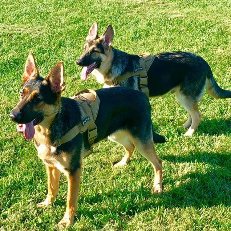 Tactical Nylon Dog Vest – Water-Repellent Outdoor Training Harness for Medium and Large Dogs