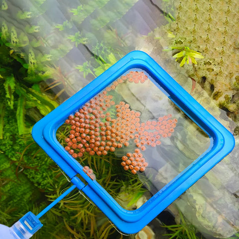 Floating Fish Food Feeder Ring with Suction Cup – Square & Circle Aquarium Station