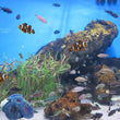 Aquarium Artificial Coral Ornament – Vivid Soft Silicone Simulation Coral Decoration for Fish Tank
