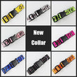 Durable Nylon Dog Collar & Leash Set – Fashion Gold Chain Lettered Design