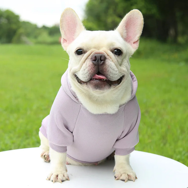 Warm Cotton Hoodie for Cats & Small Dogs | Cozy Pet Coat | Autumn/Winter with Cute Design