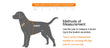 Leather Dog Collar with Quick Release – Durable Pet Collar for Small to Large Dogs