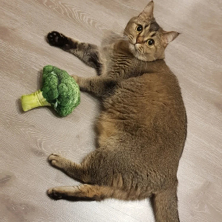 Squeaky Pet Cat Toys | Catnip Plush Cat Toy | Plush Kitty Toy | Katten Speelgoed | Gatos Juguetes | Catnip Toys for Cats and Kittens | Pet Supplies