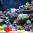 Aquarium Artificial Coral Ornament – Vivid Soft Silicone Simulation Coral Decoration for Fish Tank