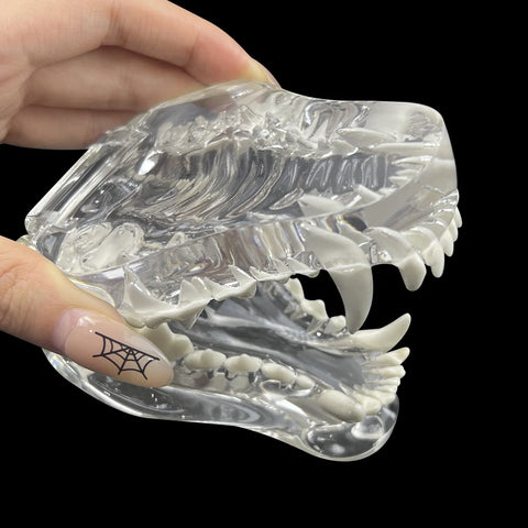 Dog Teeth Dental Model Transparent Dentistry Animal Pet Resin Canine Dog Teeth Model For Teaching Education Veterinary Studying