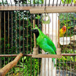 Bird Swing Toy | Wooden Parrot Perch Stand with Chewing Beads for Budgie Birds
