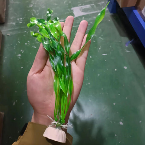 Plastic Aquarium Artificial Aquatic Plant Decoration – Simulated Seaweed with Ceramic Base, 3 Colors