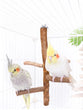 Natural Wood Bird Branch Stand | Perches Pet Parakeet Budgie Hanging Play Toy | Bird Cage Parrot Wooden Desk Holder Perches Platform