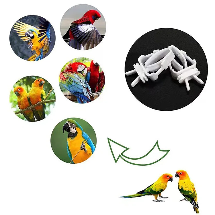 1/6/12pcs Bird Food Holder | Parrot Feeding Clip | Fruit Vegetable Clamp | Cuttlefish Bone Feeder | Cage Mount Tool for Pet Birds