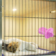 Dog Training Treat Dispenser – Licking Toy for Crate Training and Stress Relief