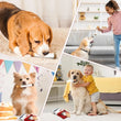 3-Pack Interactive Plush Cigarette Dog Toys with Box