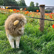 Cute Lion Mane Wig Hat for Cats/Small Dogs | Funny Pet Costume For Halloween, Christmas & Parties