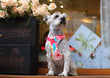 New Dog Cat Harness | Adjustable Vest Walking Lead Leash | Puppy Dogs Collar | Polyester Mesh Harness | Small Medium Dog Cat Pet