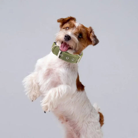 Adjustable Nylon Pet Collar with Traction Ring – Durable and Comfortable Dog Neck Strap