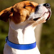 Reflective Soft Padded Dog Collar – Adjustable & Breathable Safety Collar for Small, Medium & Large Dogs