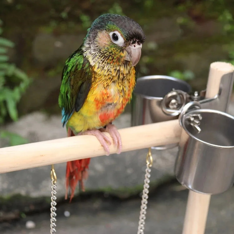 Bird Playground Perch Stand | Swing, Feeding Cups, Climbing Ladder | Parrot Playstand Exercise Playgym for Parakeet, Cockatiel, Lovebird