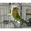 Bird Food Holder Clip | Parrot Cage Feeding Tool | Fruit & Cuttlebone Clamp for Birds & Rodents | White Plastic Pin Clip