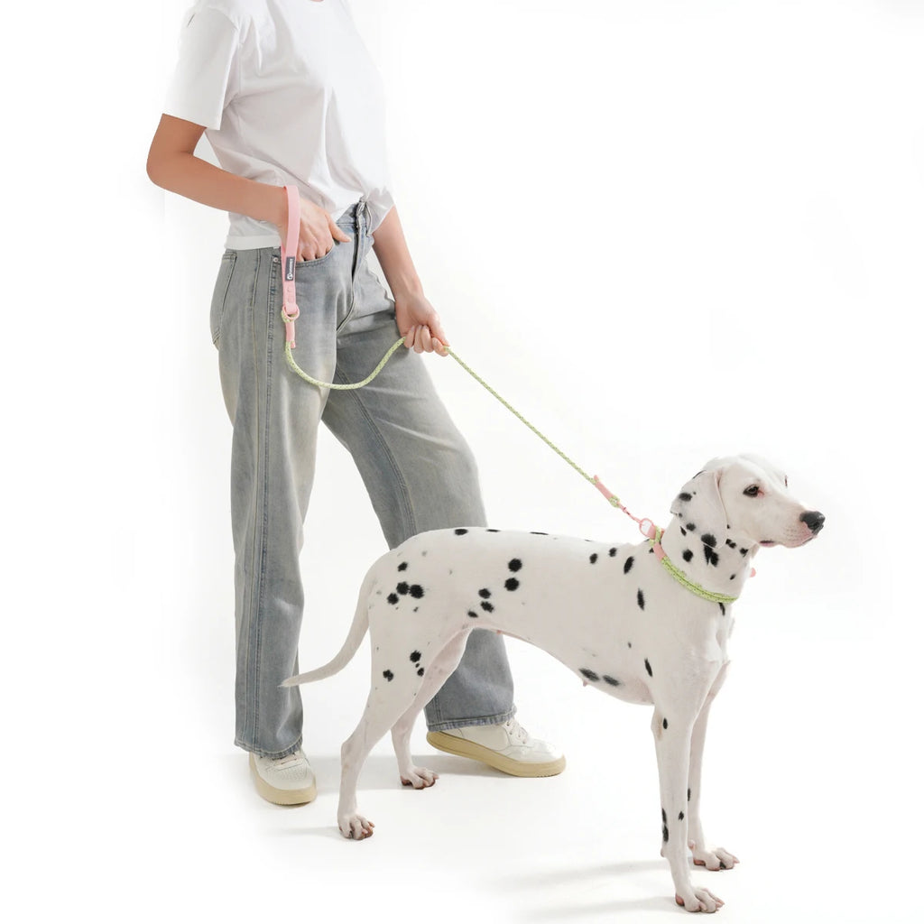 Cute Candy Style Nylon Dog Collar – Waterproof, Reflective, and Customizable