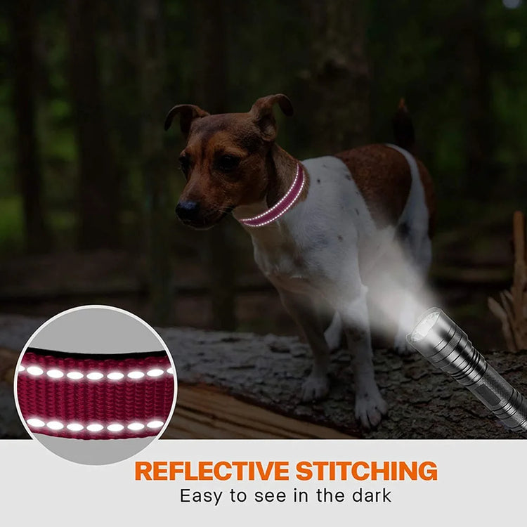 Reflective Padded Dog Collar – Durable Nylon with Double D Ring and Safety Buckle