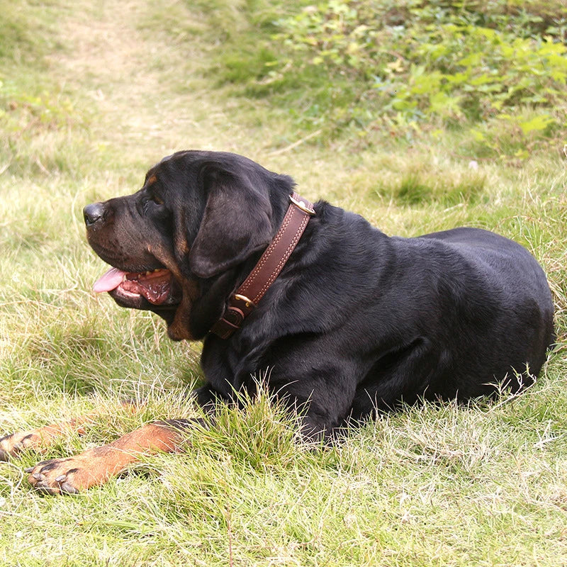 Leather Dog Collar with Quick Release – Durable Pet Collar for Small to Large Dogs