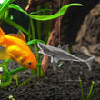 Creative DIY Aquarium Floating Shark Ornament – Adjustable Fish Tank Decoration with Floating Ball and String