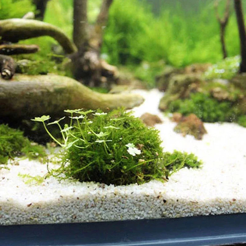 Aquarium Moss Ball Holder – Transparent Plastic Aquatic Plant Container & Filter Decoration for Fish Shrimp Tanks