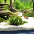 Aquarium Moss Ball Holder – Transparent Plastic Aquatic Plant Container & Filter Decoration for Fish Shrimp Tanks
