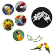 1/6/12pcs Bird Food Holder | Parrot Feeding Clip | Fruit Vegetable Clamp | Cuttlefish Bone Feeder | Cage Mount Tool for Pet Birds